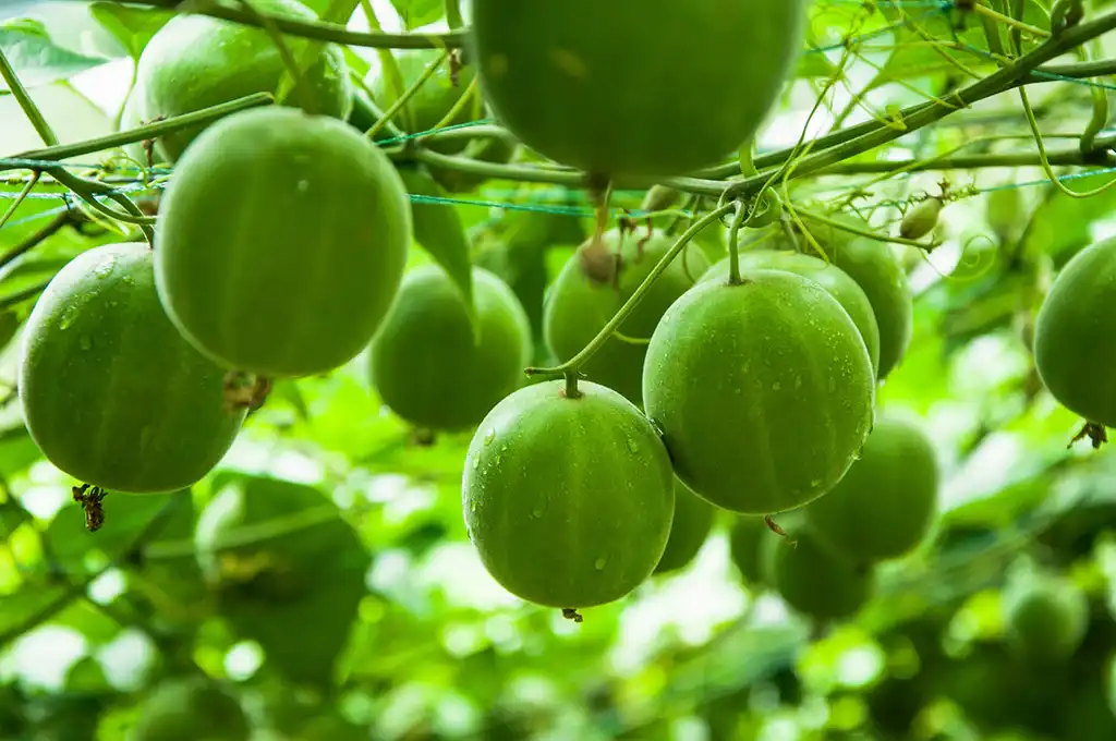 Can Mogroside Monk Fruit Replace Sugar in Your Diet?